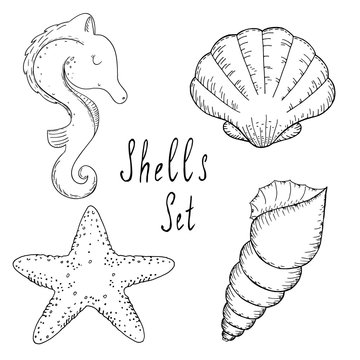 Hand drawn vector illustrations - collection of seashells. Marine set