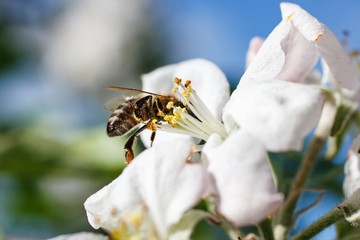 Close up of honey bee in cherry blossoms