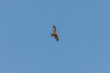 handsome eagle in the sky