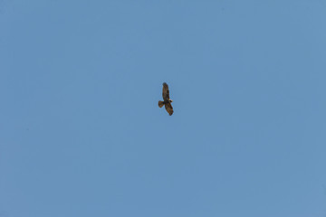 handsome eagle in the sky