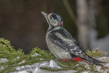 woodpecker with bright plumage