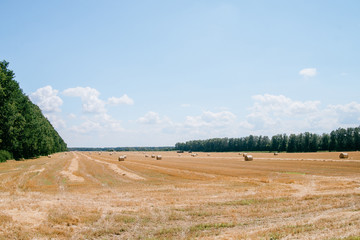 Obraz premium hay bales in summer season at wheat's field