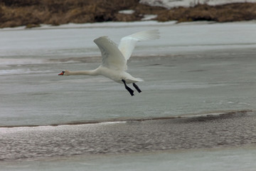 beautiful white swans in the early spring