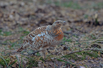 grouse in spring forest