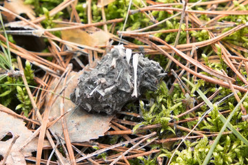 Pellet - undigested food of predatory bird.