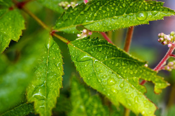 dew drops on flower leaws