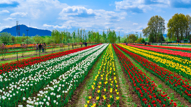 Tulip garden