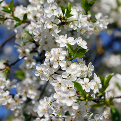 white flowers blooming on branch