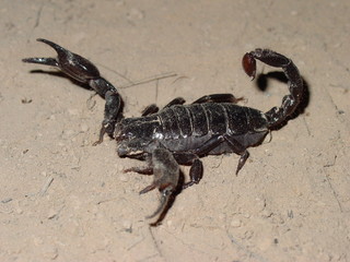 Scorpion