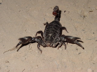 Scorpion