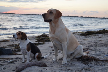 Hunde am Strand, aufmerksam an der Ostsee