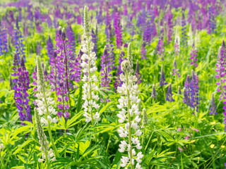 Purple lupin field with solar, Violet flowers and green field at summer day. Violet lupines with solar. Purple flowers background