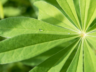 green leaf lupine on the sun with drops of dew