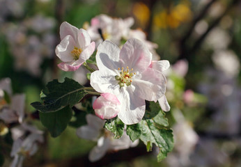 white flowers blooming on branch