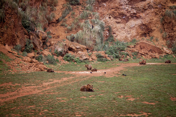 Fototapeta premium osos en cantabria