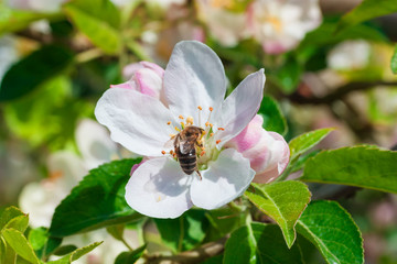 The bee collects the nectar from the apple blossom. Shallow depth of field.