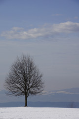 Einsamer Baum auf Hügelkuppe