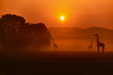 Fototapeta na wymiar Evening African landscape with giraffes.