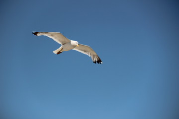 sea gull in flight