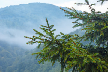 Evening mist in mountain.