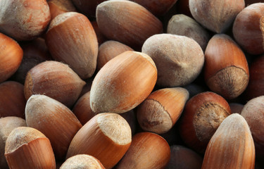 many of brown hazelnuts photographed up close