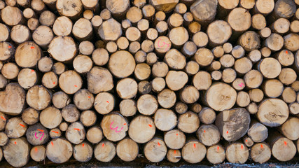 Low contrast texture of marked timber logs stacked in the forest