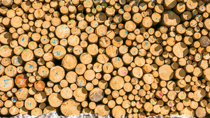 Pile of large number of  timber logs stacked in the forest