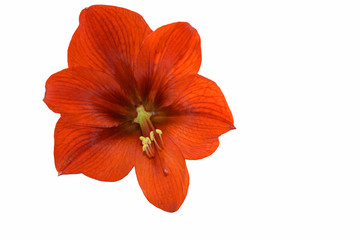 Гиппеаструм красный