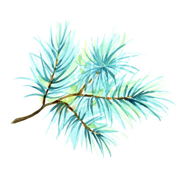 Watercolor illustration of a branch of spruce, pine, fir-tree, isolated on white background.