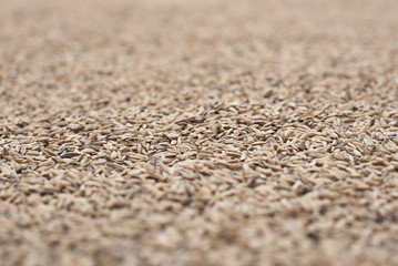 Gros plan sur riz sec et frais pour texture
