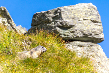 Ein Murmeltier hält Ausschau nach Feinden