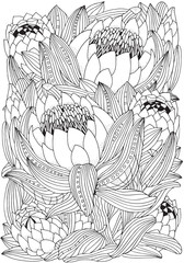 Coloring book page for adult and children. Protea flower