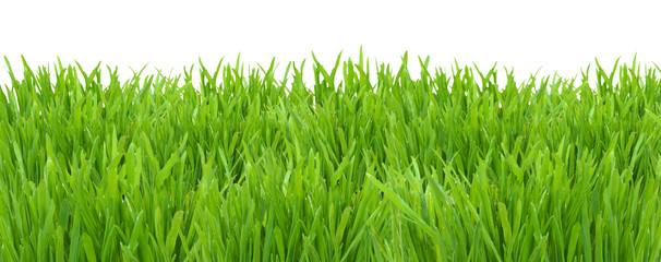 Green grass lawn isolated on white background