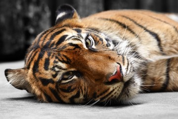 Obraz premium Malayan tiger (Panthera tigris jacksoni)