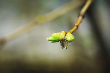 Branches of lilac buds after the rain. Raindrops on the branch. Soft focus.