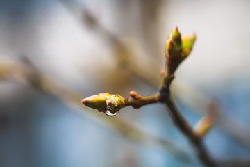 Branches of lilac buds after the rain. Raindrops on the branch. Soft focus.