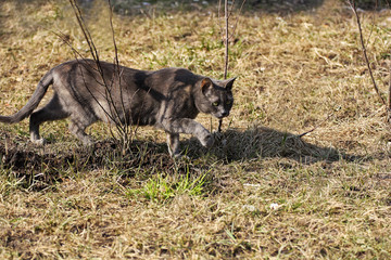 Grey cat in the grass.