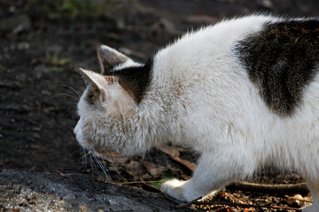 White cat with black spots.