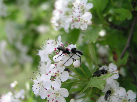 A Bibionidae (March flies and lovebugs) collects nectar from the flowers of Crataegus. White flowers with five petals and stamens pink blooming trees in the spring. Honey plants Ukraine.