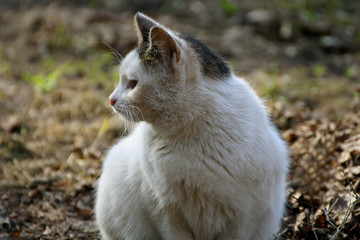 White cat with black spots.