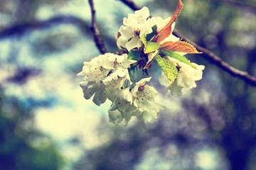 Flowers of the apple blossoms on a spring day
