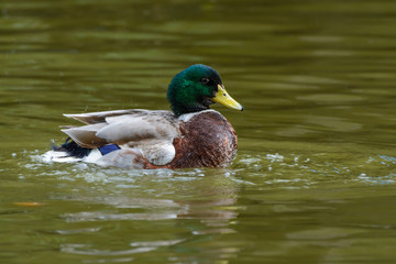 Wild duck or Anas platyrhynchos, beautiful duck swiming in lake.