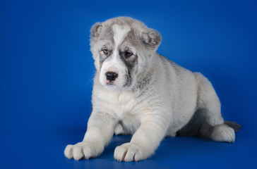 Central Asian Shepherd Dog on a blue background