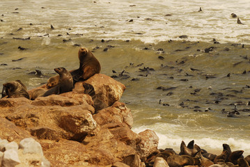 Boulders Beach located in the Cape Peninsula, South Africa