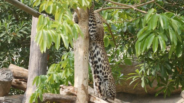 4k of leopard jumping from tree trunk