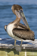 Brown Pelican (Pelecanus occidentalis) preening under a warm sun in St. Pete Beach, Florida.