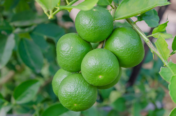 Lime tree with fruits