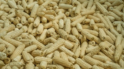  corn on background