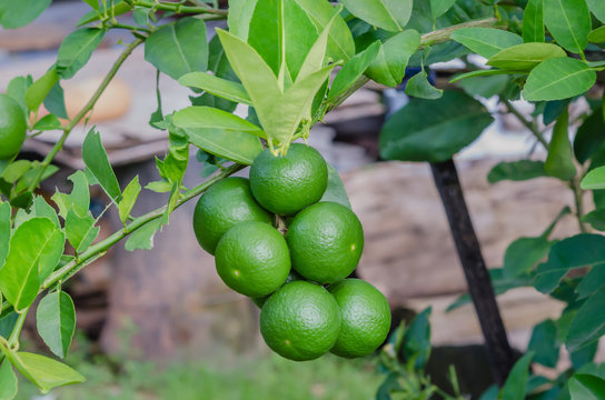 Lime tree with fruits