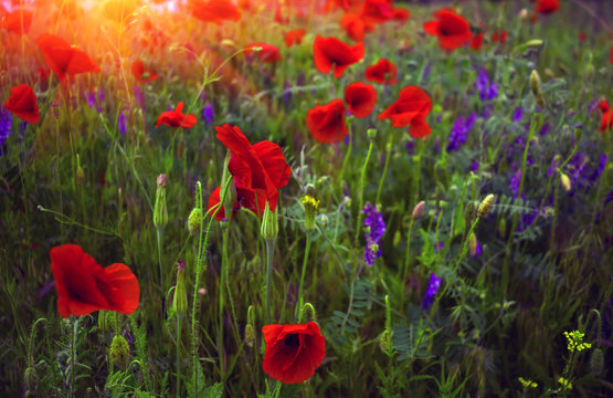 wild flower poppy on the field at sunset.
